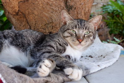 Close-up portrait of a cat