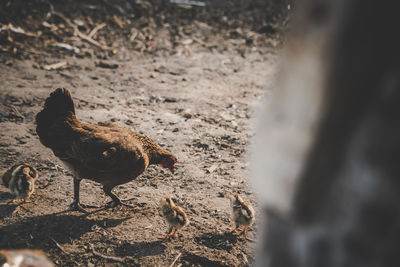 View of a chicken on field