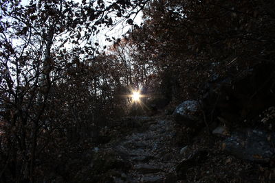 Scenic view of forest