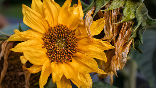 Close-up of wilted sunflower on plant