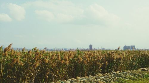 Scenic view of field against sky