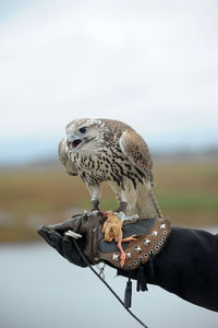 Low angle view of owl perching on hand against sky