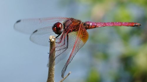 Close-up of damselfly on leaf