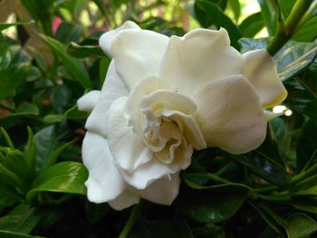 Close-up of flower blooming outdoors