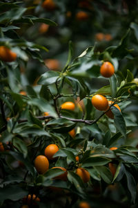 Close-up of orange fruits on tree