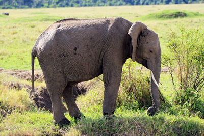 Side view of elephant standing on grass