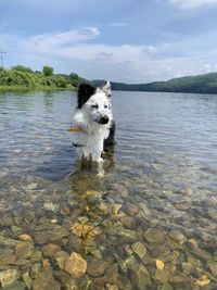 Dog in a lake