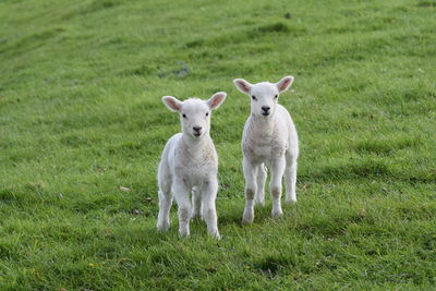 Portrait of sheep on field