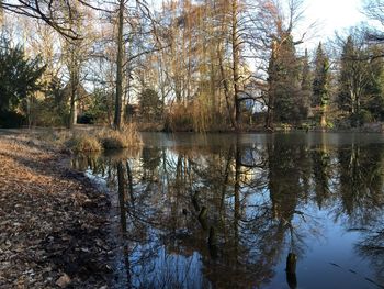 Reflection of trees in water