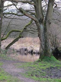 Bare tree in water