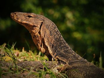 Close-up of lizard