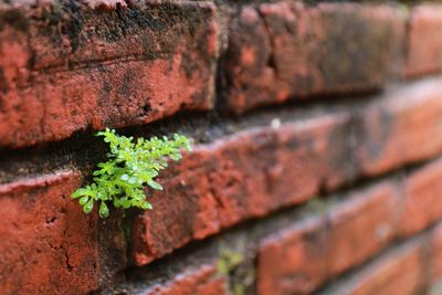 Close-up of moss growing on wall