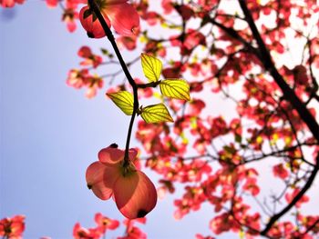 Low angle view of pink cherry blossoms against sky