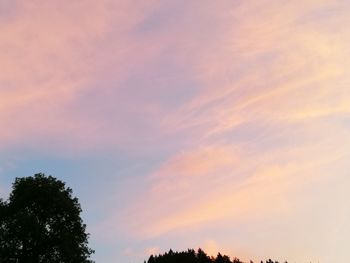 Low angle view of trees against orange sky