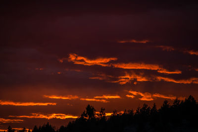 Silhouette of trees at sunset
