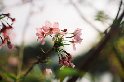 Close-up of pink flowers blooming on tree