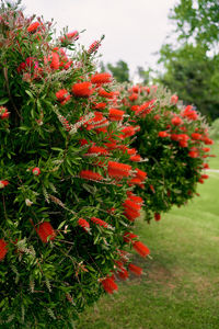 Close-up of red flowering plants in park