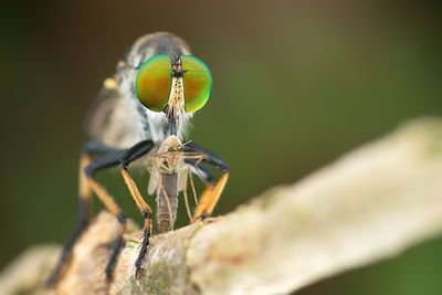 Close-up of robberfly