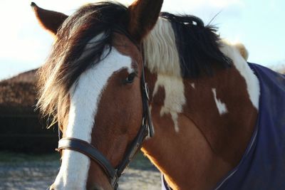 Close-up of horse