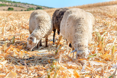 Sheep on the agricultural field after harvesting . domestic animals on the cornfield