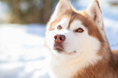 Close-up portrait of dog