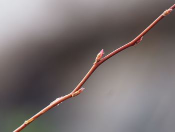 Close-up of plant