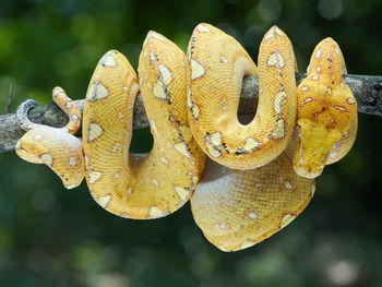 Close-up of snake on plant