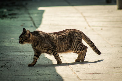 Full length of a cat walking on street