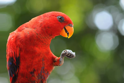 Close-up of parrot perching