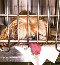 Close-up of dog in cage