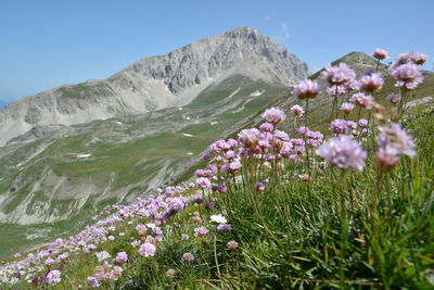 Scenic view of pink flowering plants against sky