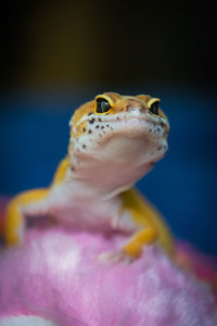 Close-up of a leopard gecko