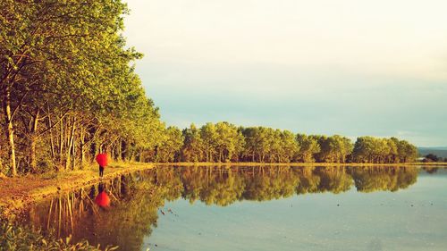 Reflection of trees in lake