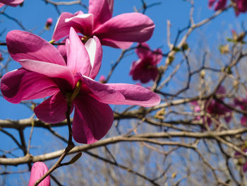 Close-up of pink cherry blossoms against sky