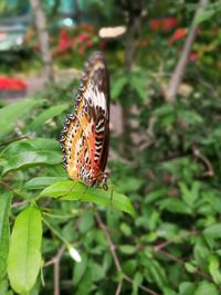 Butterfly on leaf