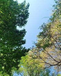 Low angle view of trees