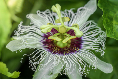 Close-up of purple flowering plant