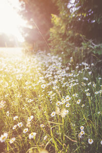 Close-up of flowers growing in field