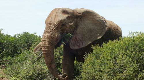 Elephant standing on tree in forest against sky