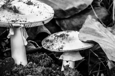 Close-up of mushroom growing on field