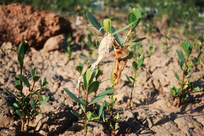 Close-up of insect on plant