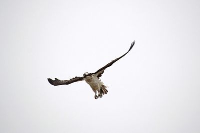 Low angle view of eagle flying against clear sky