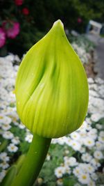 Close-up of green leaf