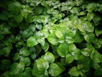 Full frame shot of green leaves on plant