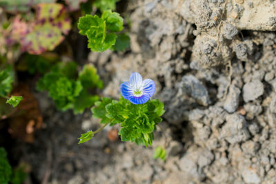 Close-up of flower blooming in field