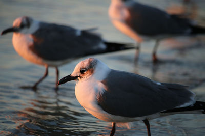 Close-up of seagull