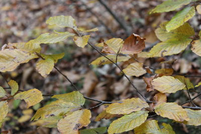 Close-up of plants during autumn