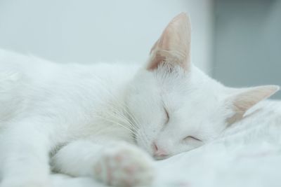 Close-up of a cat sleeping