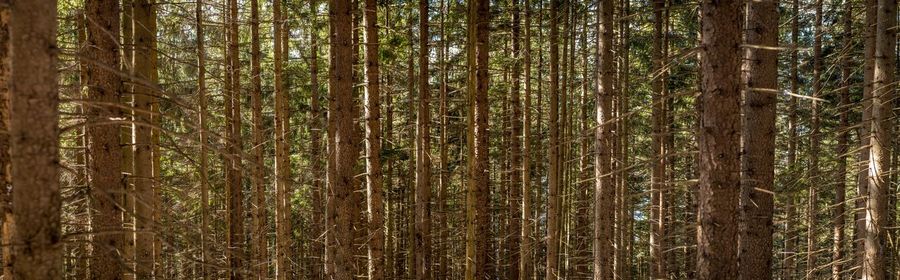Panoramic view of tree trunks of a coniferous forest  forming a pattern that creates vertical lines.