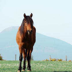 Horse standing in a field